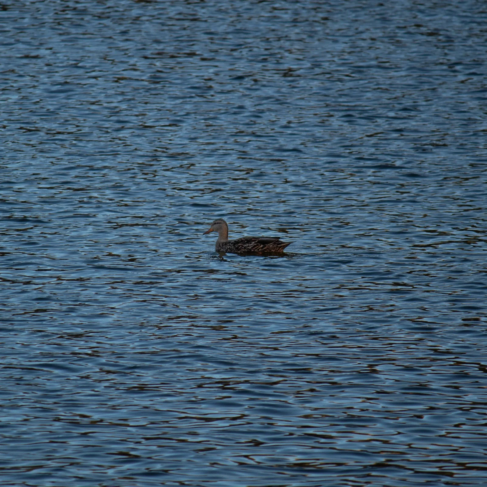 nature photography by JRMGraphy